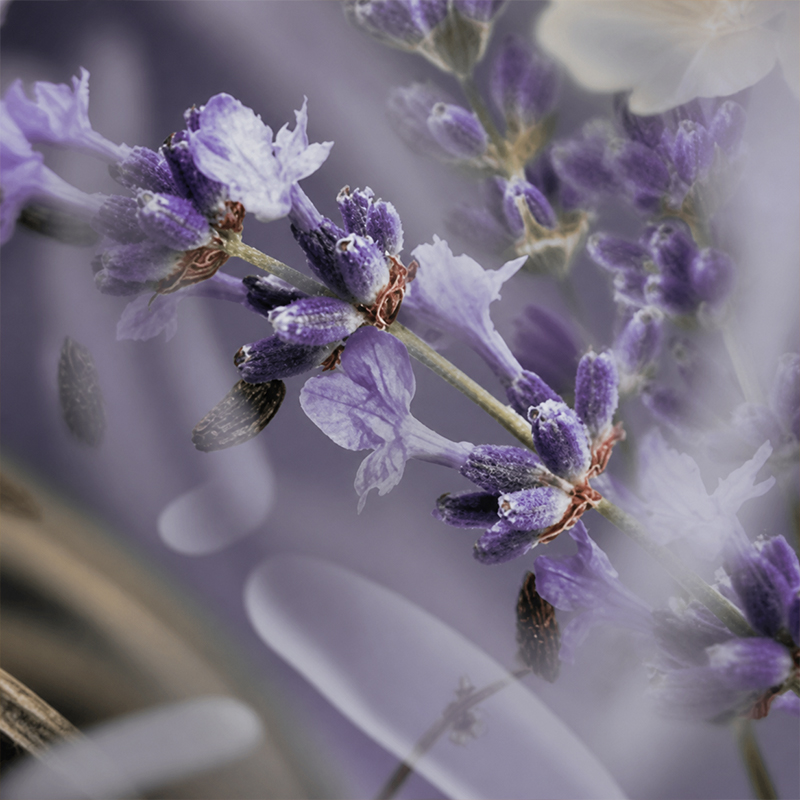 Home Perfume